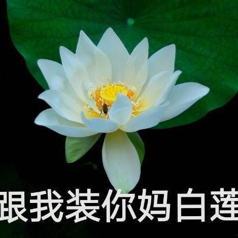 网红忘川吃瓜,揭秘娱乐圈背后的秘密与真相